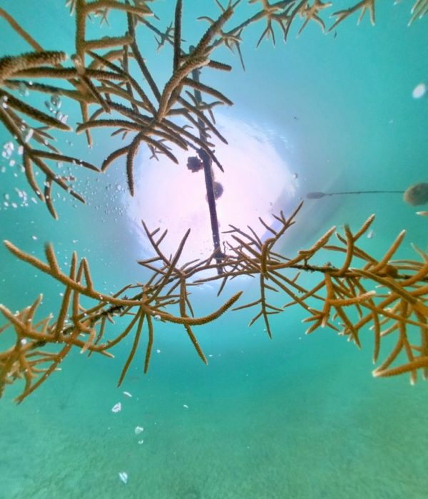 commercial_diving_panama_social_responsability_img_4